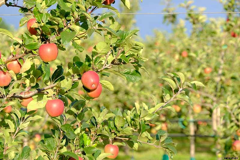 When and How to Harvest Apples