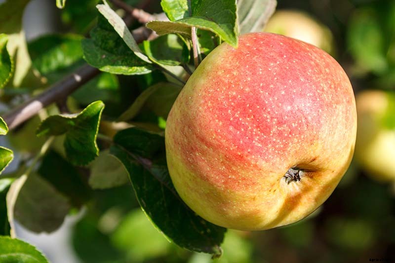 When and How to Harvest Apples