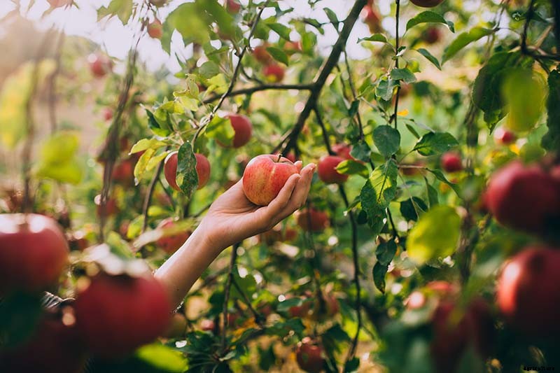 When and How to Harvest Apples