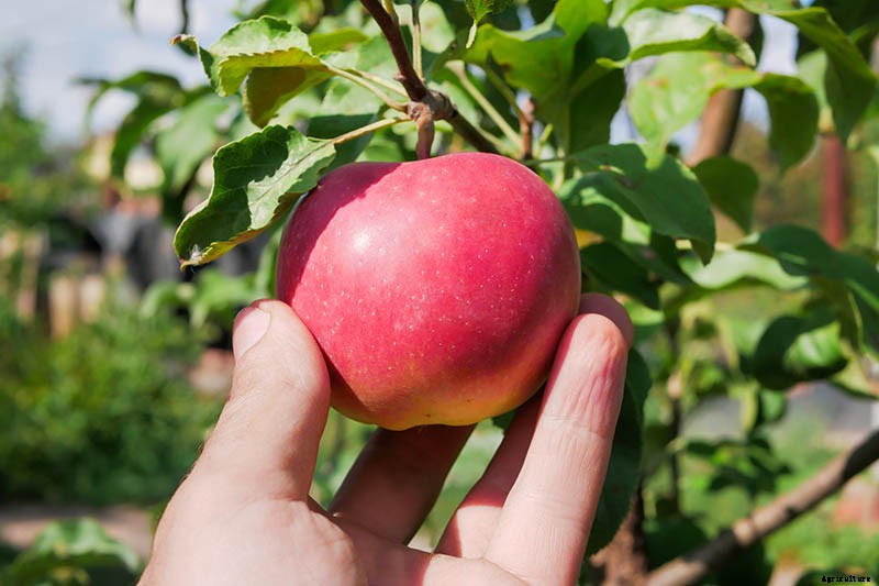 When and How to Harvest Apples