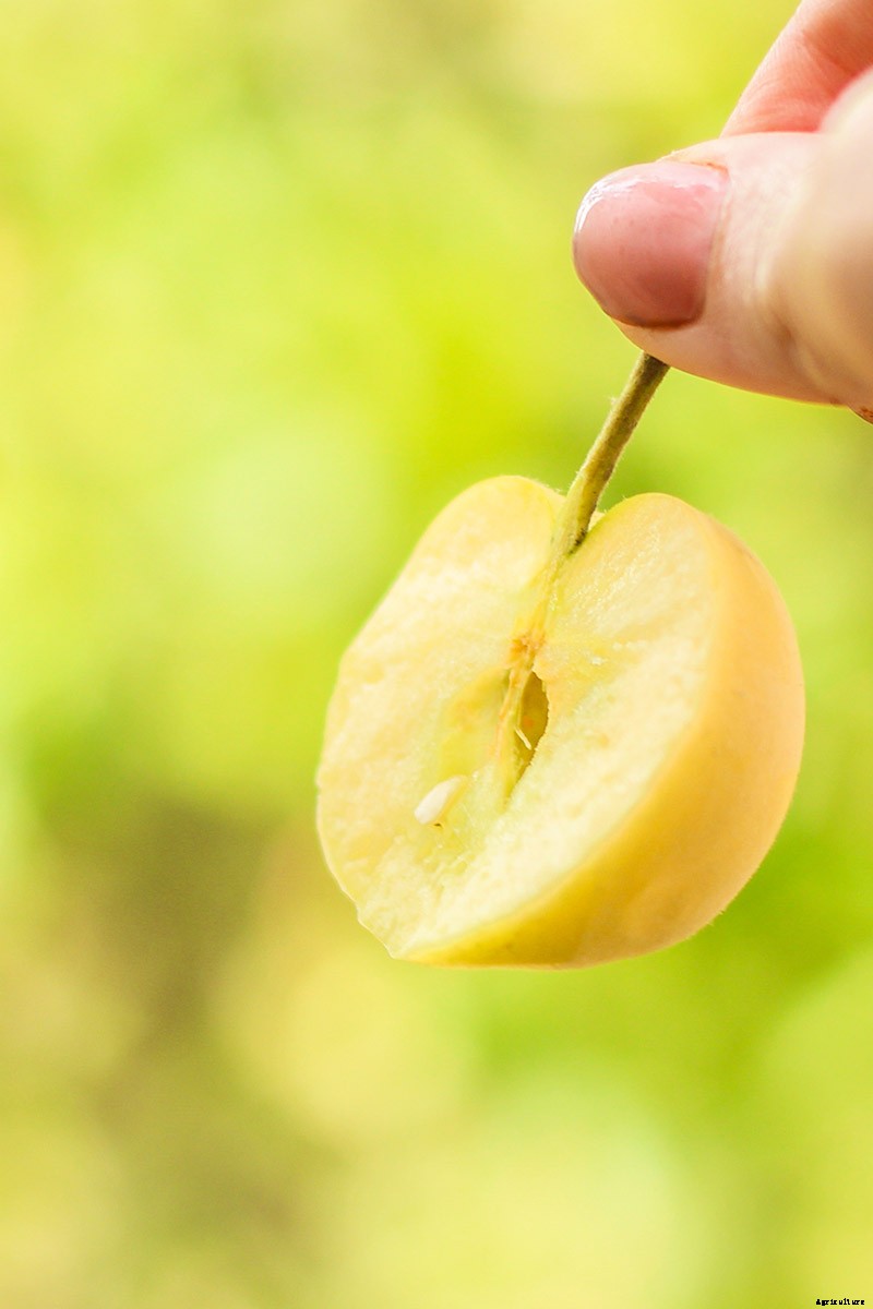 When and How to Harvest Apples
