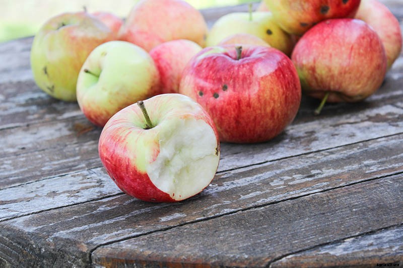 When and How to Harvest Apples