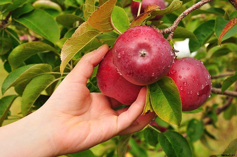 When and How to Harvest Apples