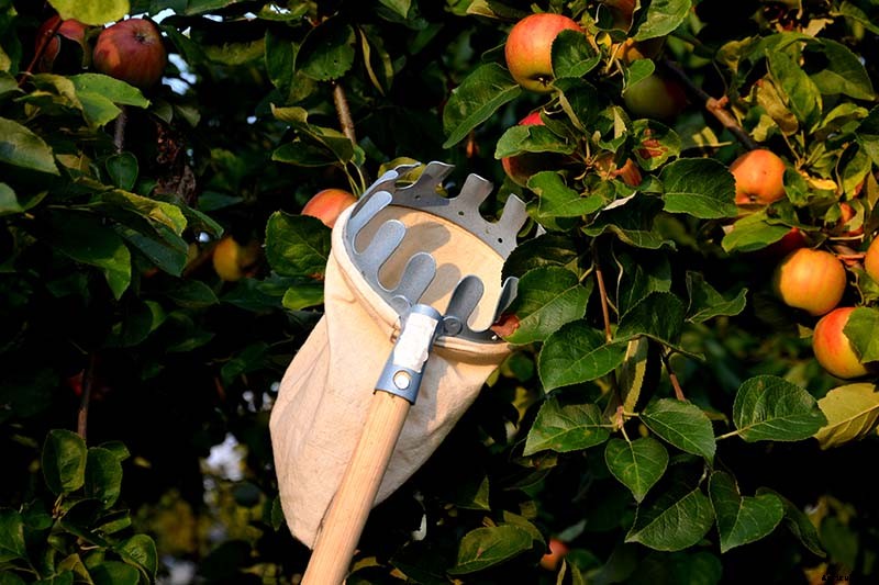 When and How to Harvest Apples