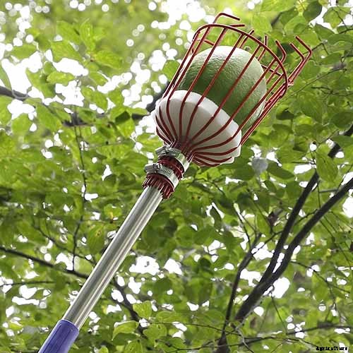 When and How to Harvest Apples