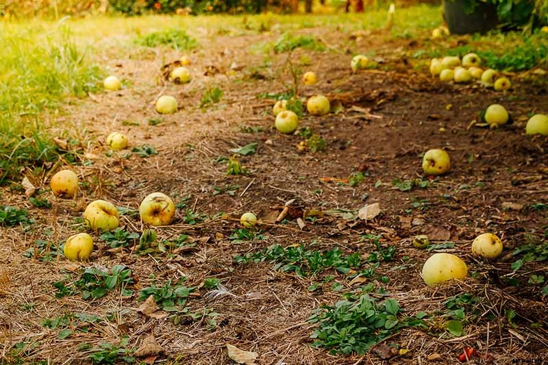 When and How to Harvest Apples