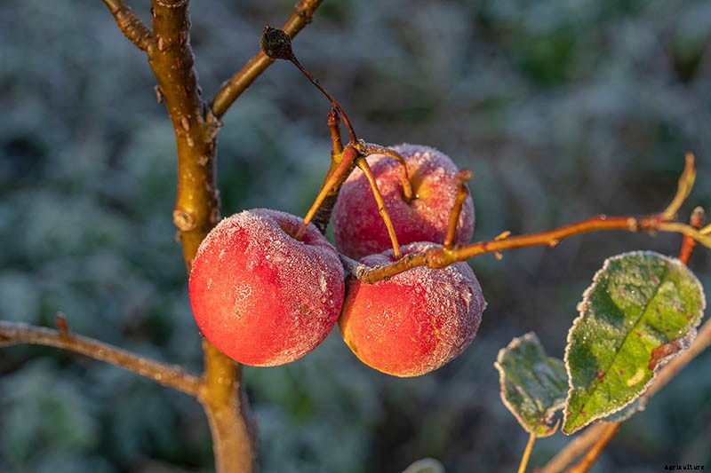 When and How to Harvest Apples