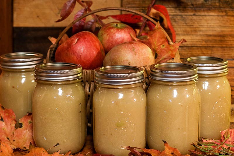 When and How to Harvest Apples