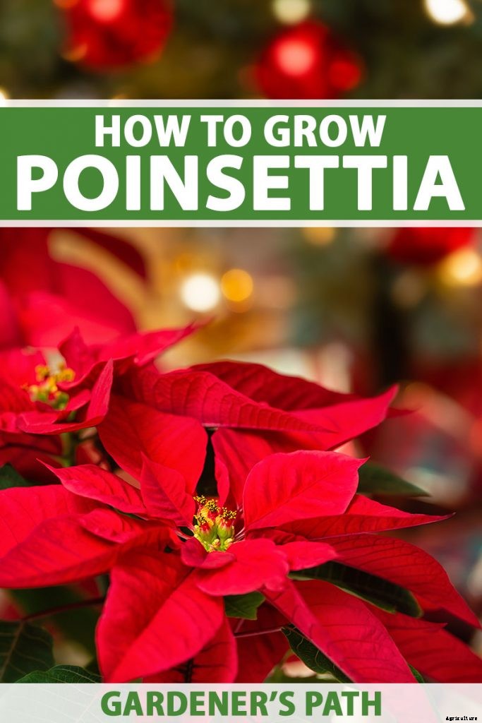 How to Grow and Care for Poinsettia Plants