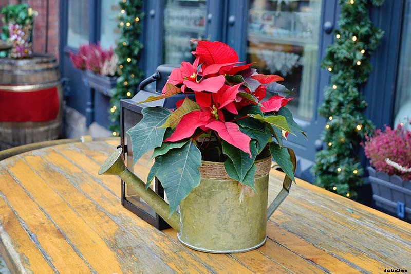 How to Grow and Care for Poinsettia Plants