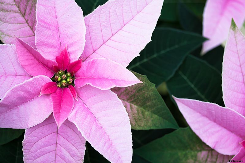 How to Grow and Care for Poinsettia Plants