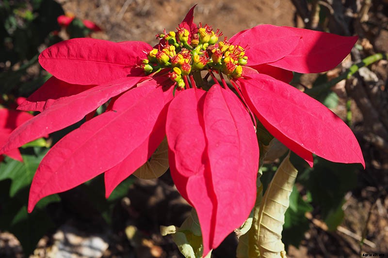 How to Grow and Care for Poinsettia Plants