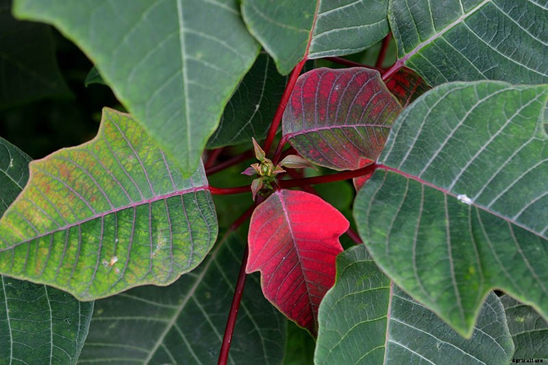 How to Grow and Care for Poinsettia Plants