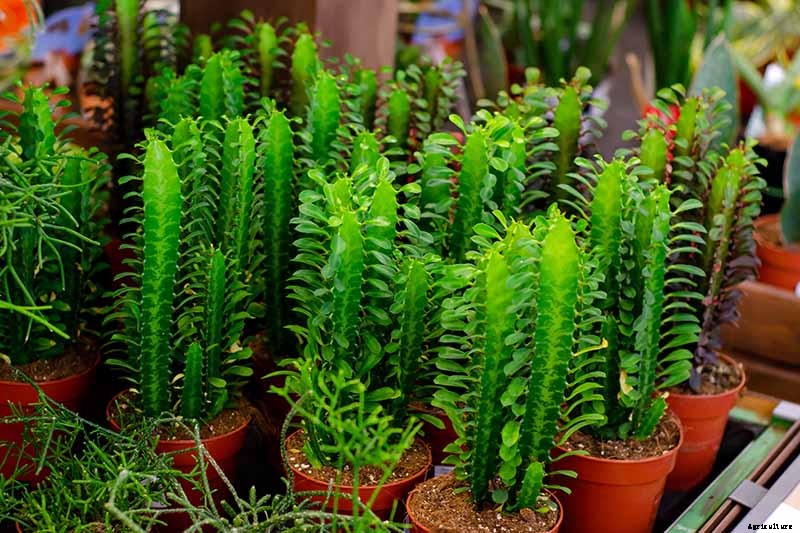 How to Grow and Care for Poinsettia Plants