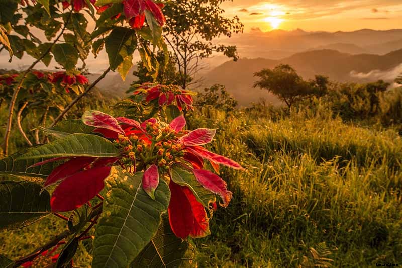 How to Grow and Care for Poinsettia Plants