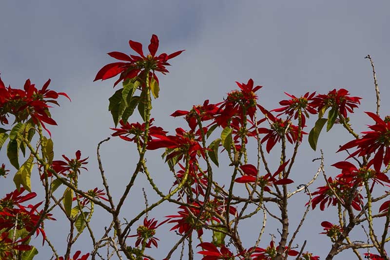 How to Grow and Care for Poinsettia Plants