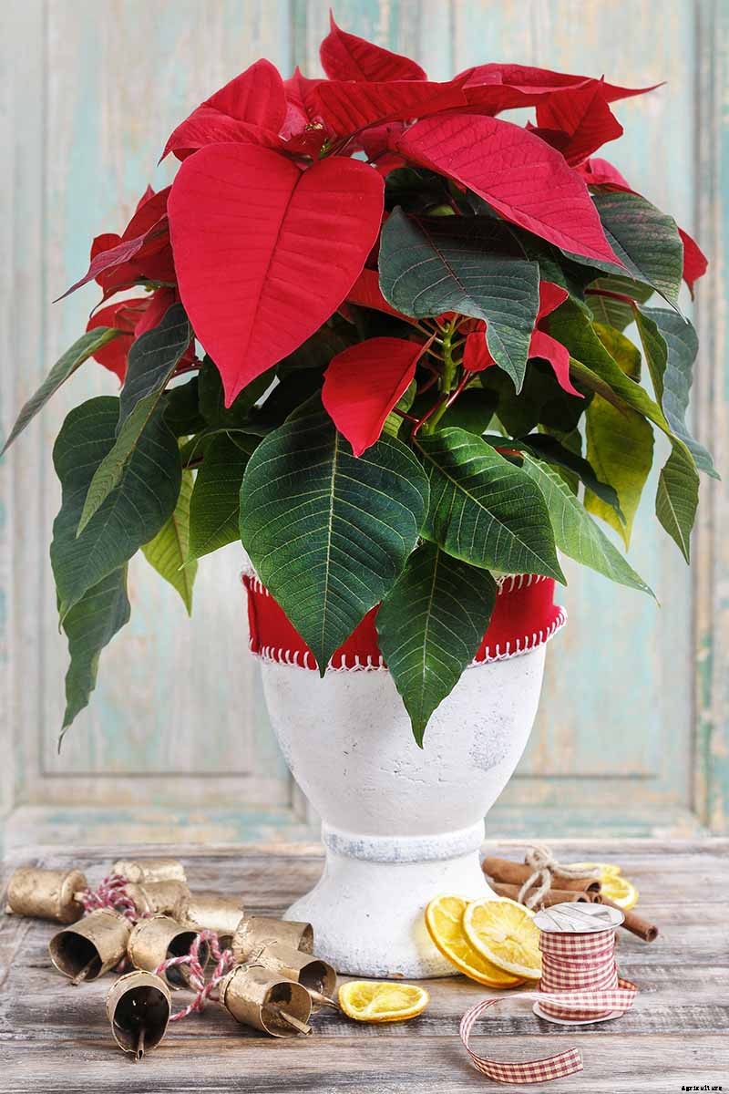 How to Grow and Care for Poinsettia Plants