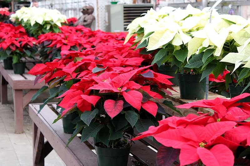 How to Grow and Care for Poinsettia Plants