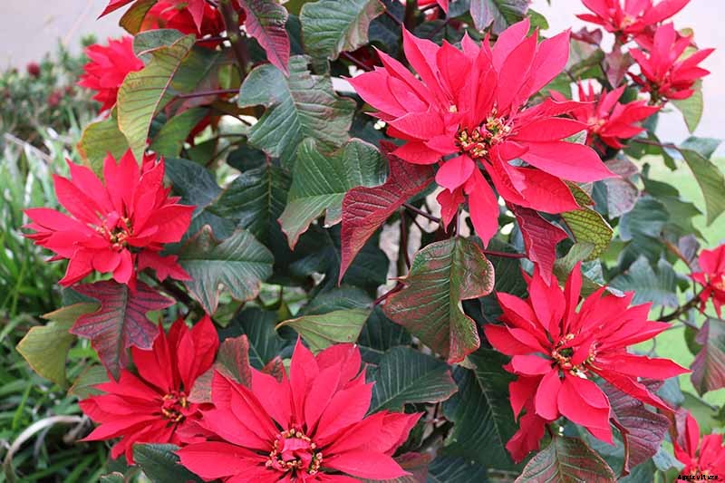 How to Grow and Care for Poinsettia Plants
