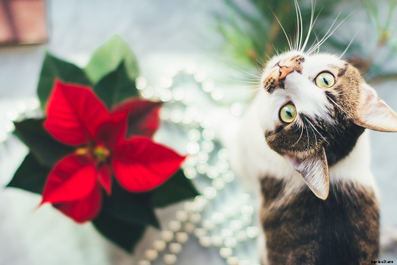 How to Grow and Care for Poinsettia Plants