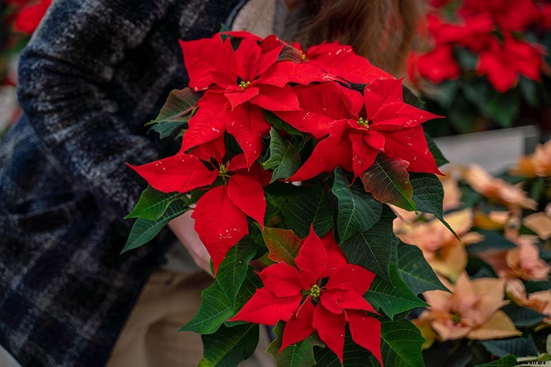 How to Grow and Care for Poinsettia Plants