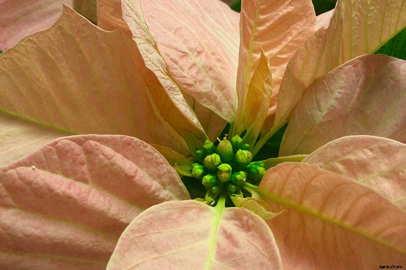 How to Grow and Care for Poinsettia Plants