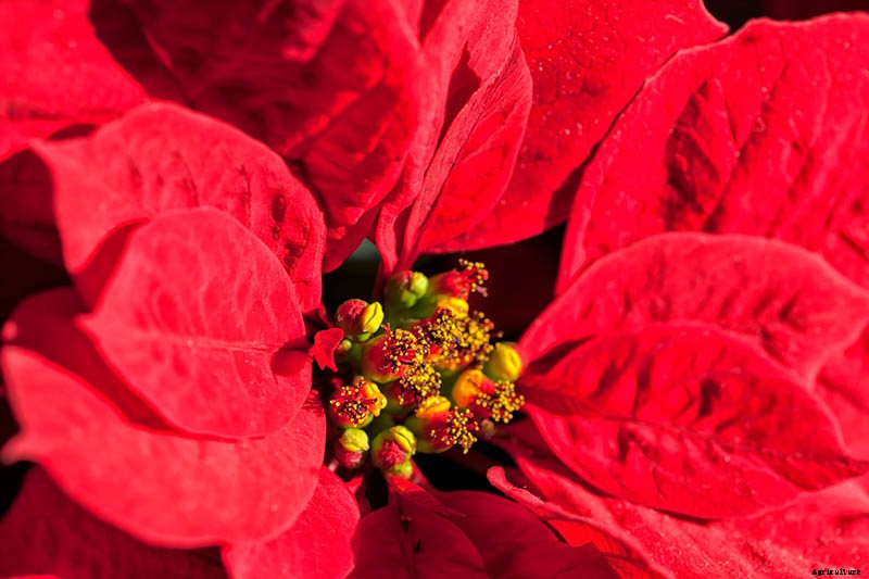 How to Grow and Care for Poinsettia Plants