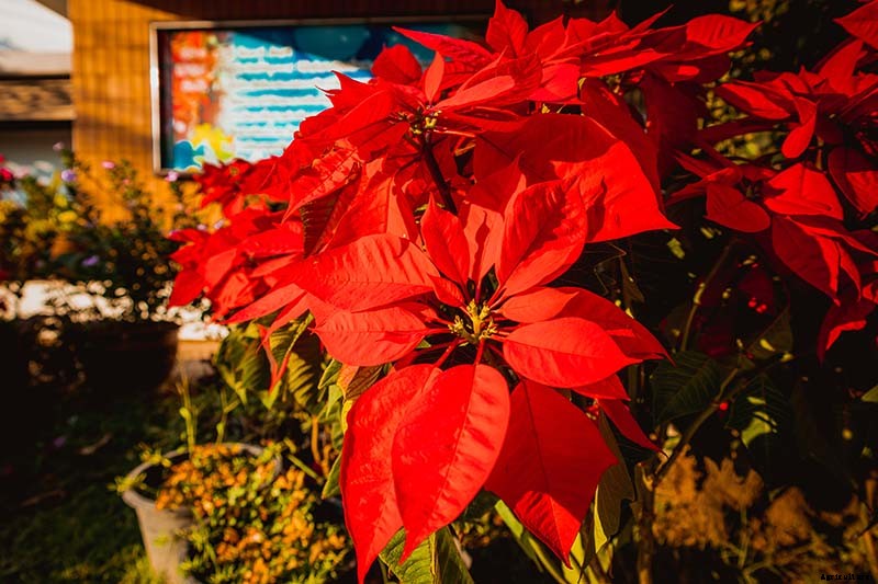 How to Grow and Care for Poinsettia Plants