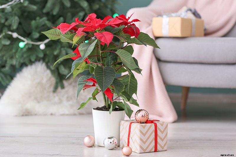 How to Grow and Care for Poinsettia Plants