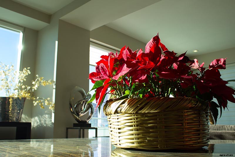How to Grow and Care for Poinsettia Plants