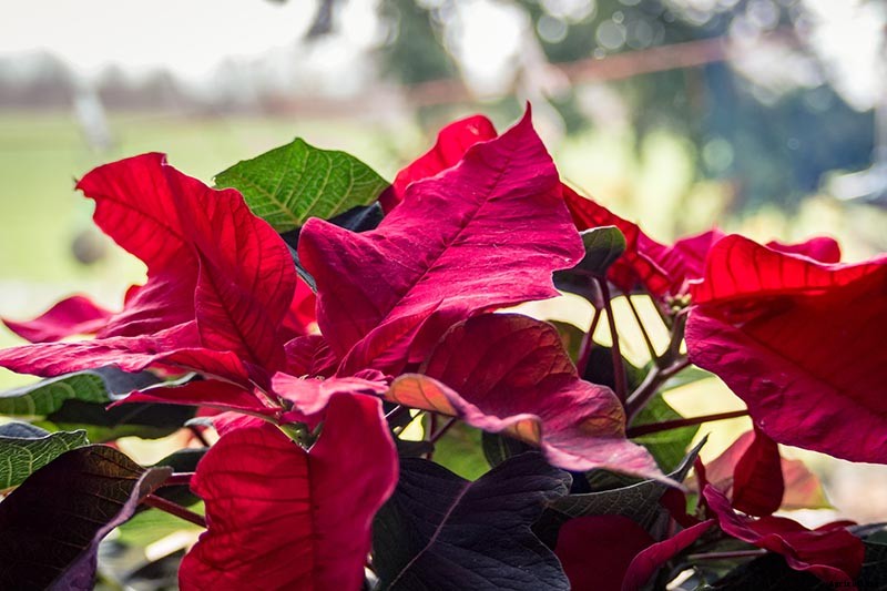 How to Grow and Care for Poinsettia Plants