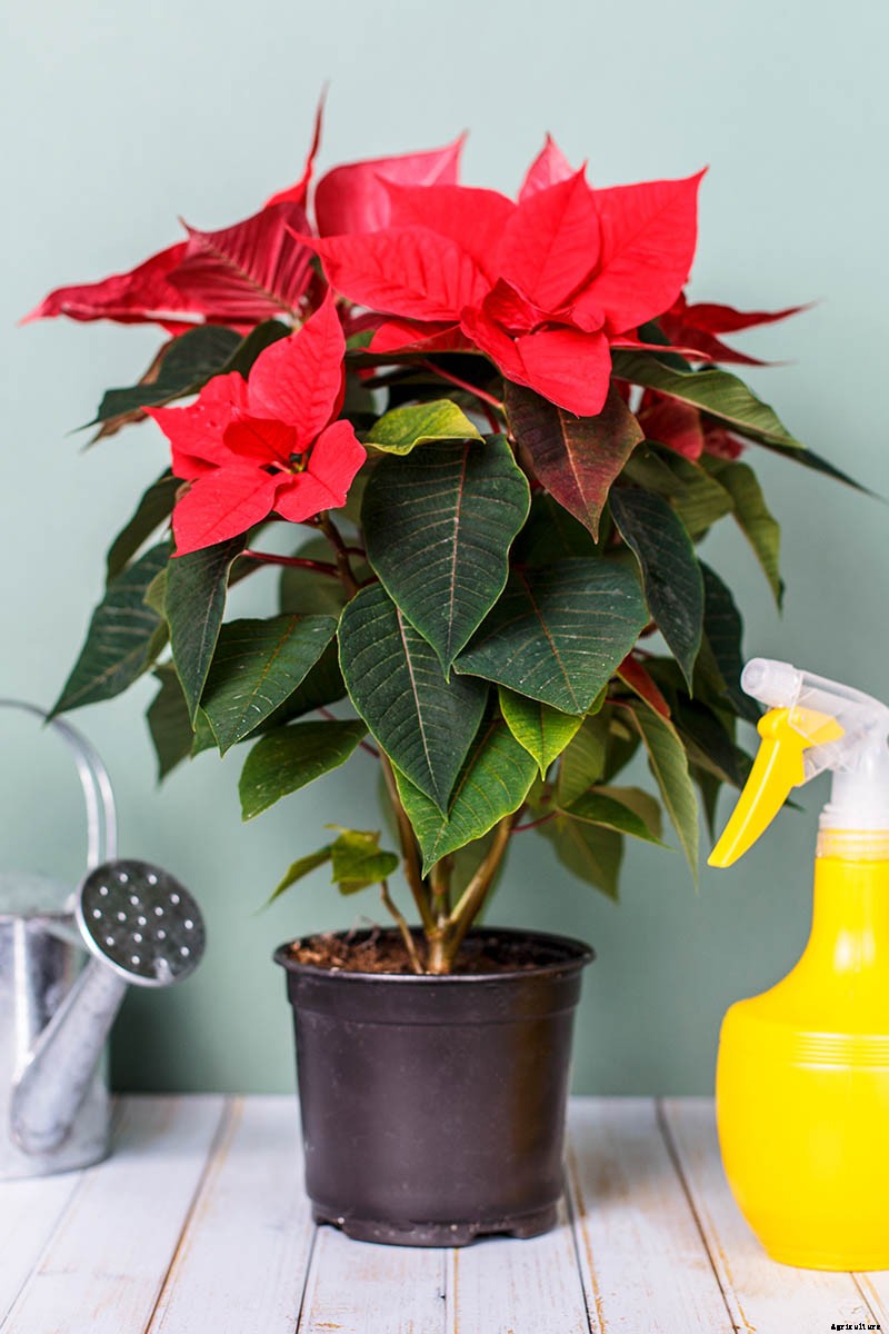 How to Grow and Care for Poinsettia Plants