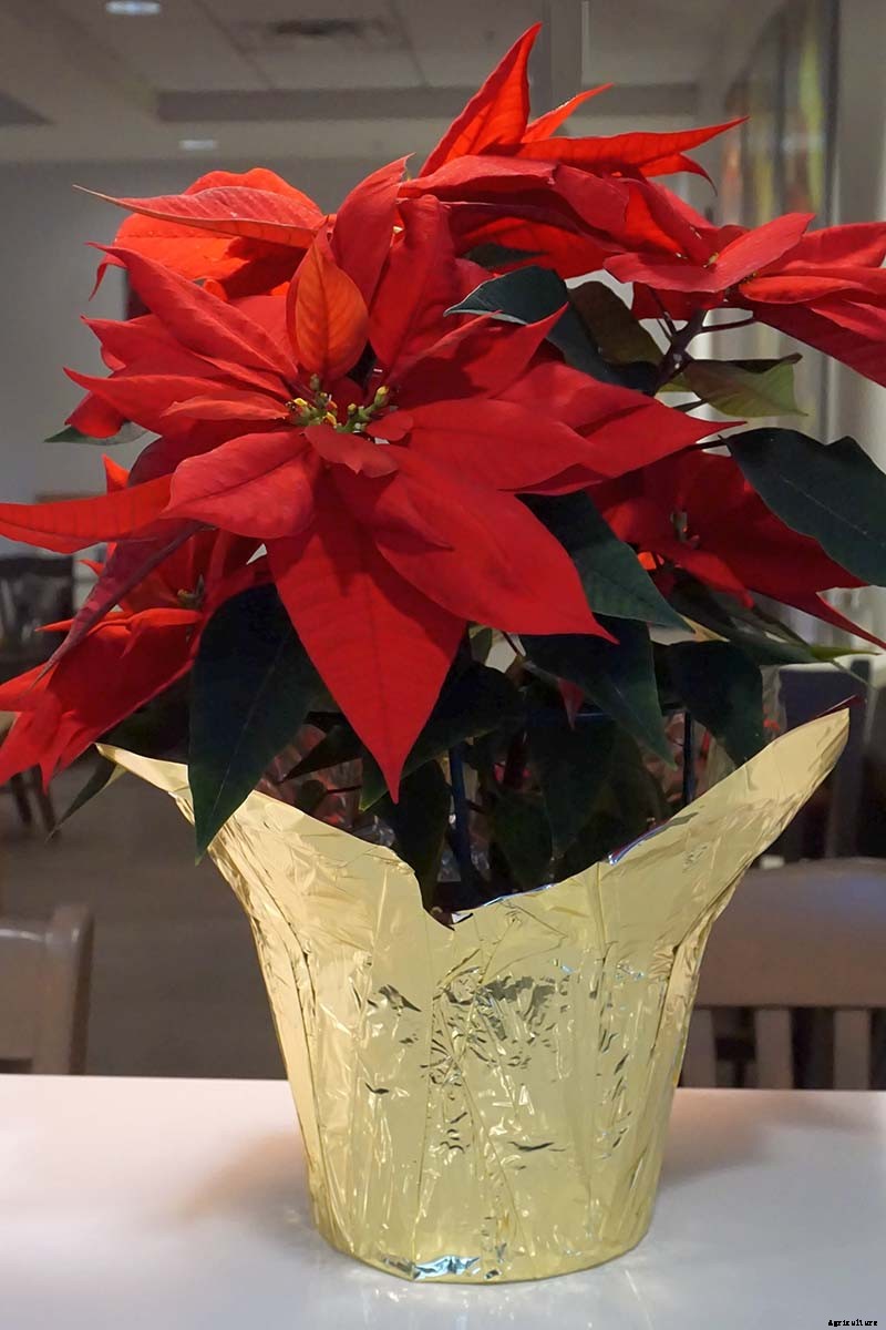 How to Grow and Care for Poinsettia Plants
