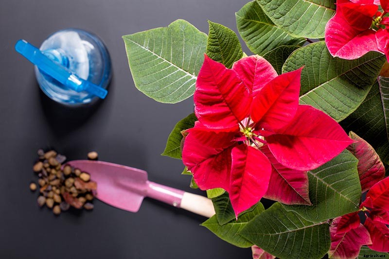 How to Grow and Care for Poinsettia Plants