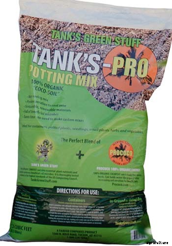 How to Grow and Care for Poinsettia Plants