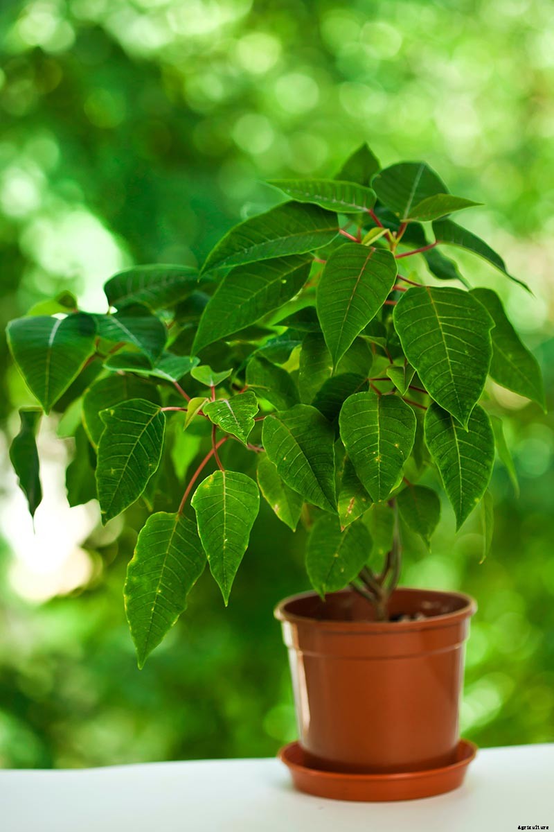 How to Grow and Care for Poinsettia Plants