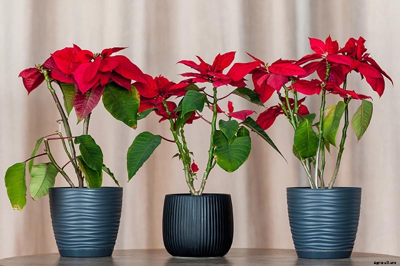 How to Grow and Care for Poinsettia Plants
