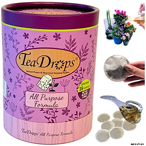 How to Grow and Care for Poinsettia Plants