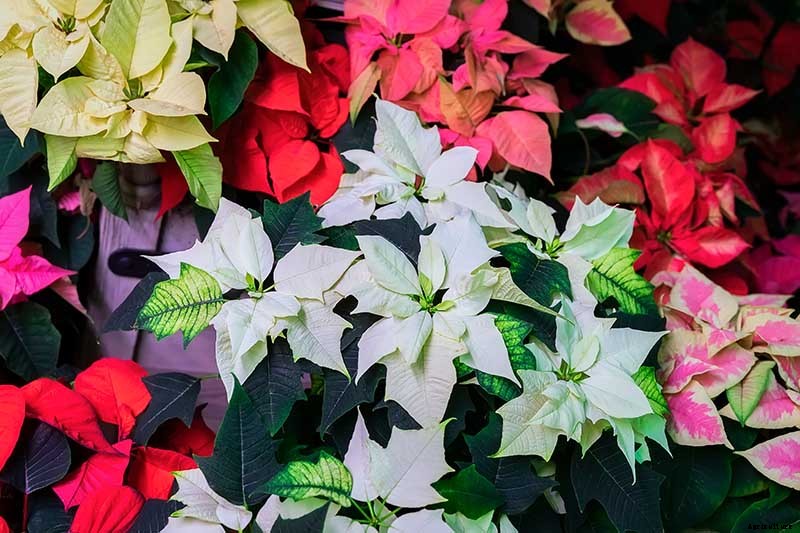 How to Grow and Care for Poinsettia Plants