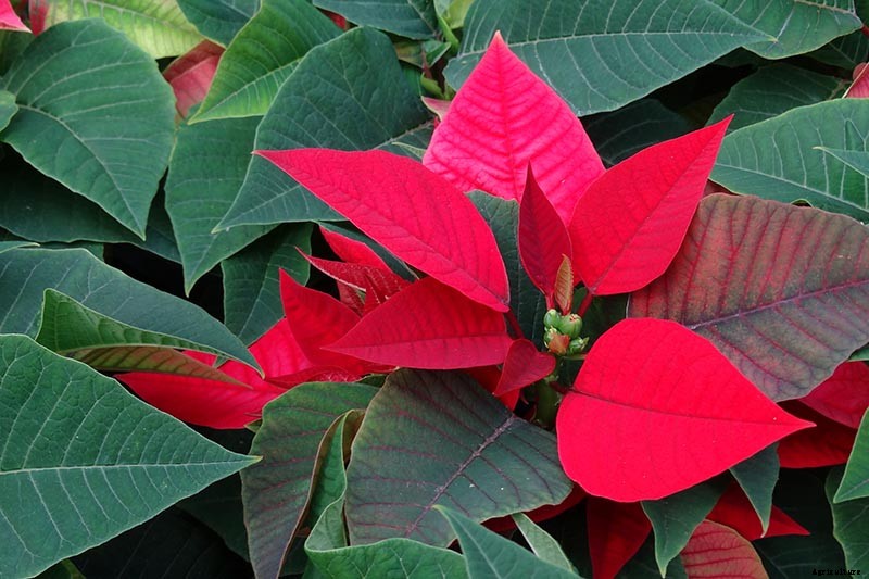 How to Grow and Care for Poinsettia Plants