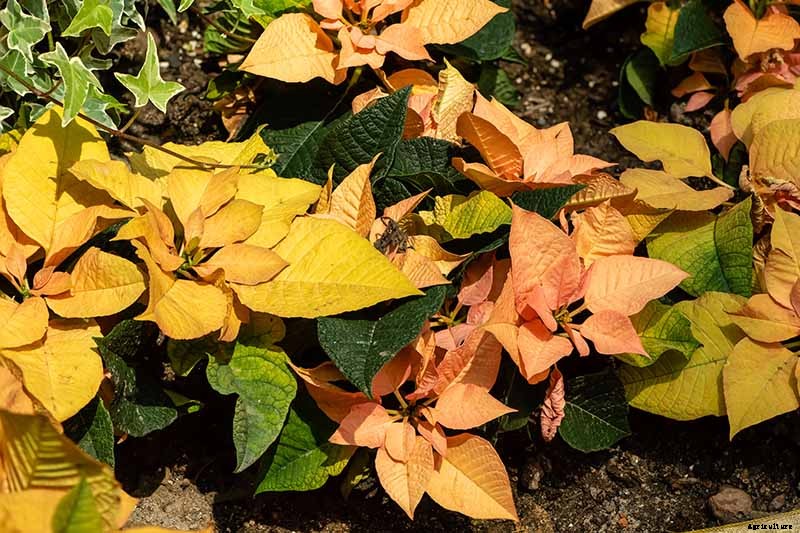 How to Grow and Care for Poinsettia Plants