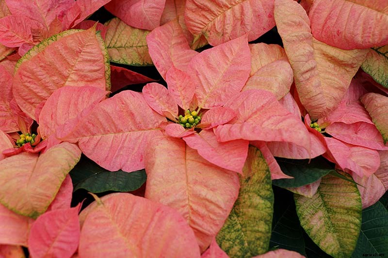 How to Grow and Care for Poinsettia Plants