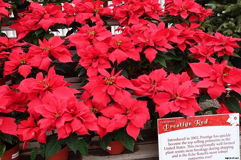 How to Grow and Care for Poinsettia Plants