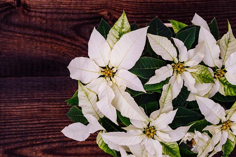 How to Grow and Care for Poinsettia Plants