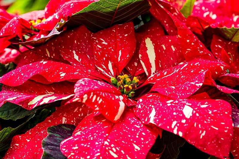 How to Grow and Care for Poinsettia Plants