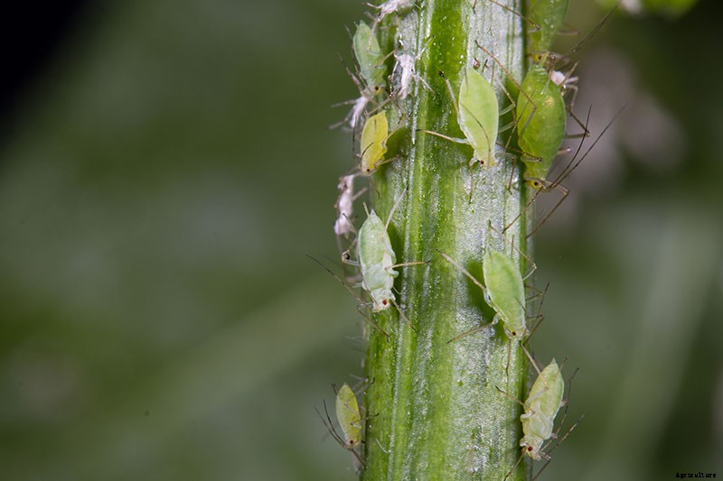 How to Grow and Care for Poinsettia Plants