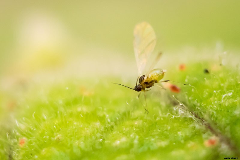 How to Grow and Care for Poinsettia Plants