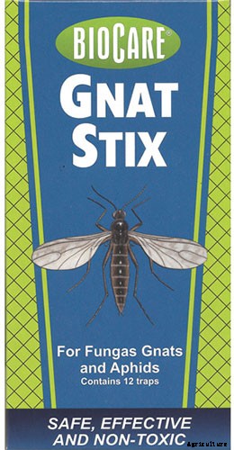 How to Grow and Care for Poinsettia Plants