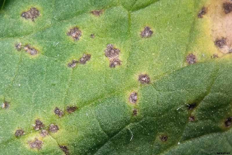 How to Grow and Care for Poinsettia Plants