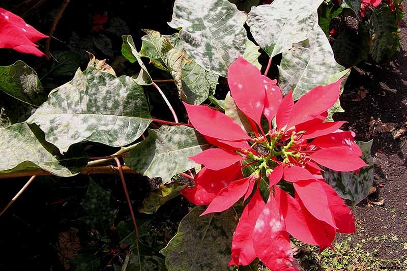 How to Grow and Care for Poinsettia Plants